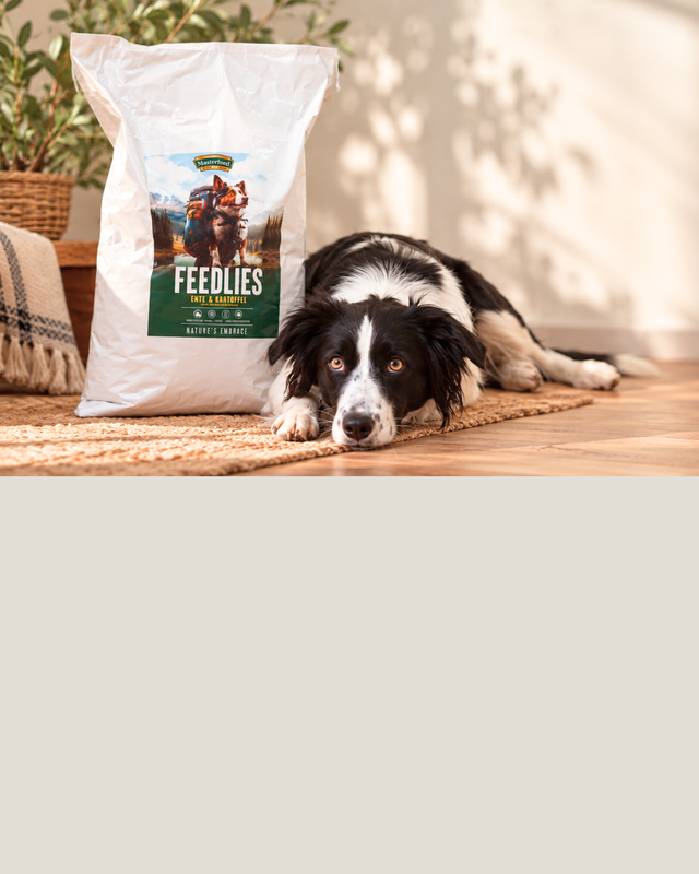Border Collie liegt neben einem Sack Feedlies Ente mit Kartoffel